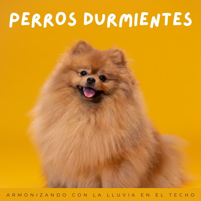 Perros Durmientes: Armonizando Con La Lluvia En El Techo - Nación Lofi Hip Hop