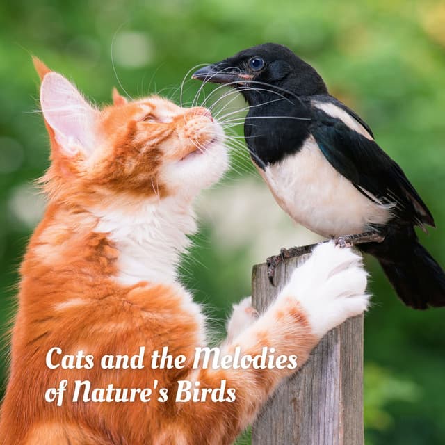 Cats and the Melodies of Nature's Birds - The Nature Soundscapes