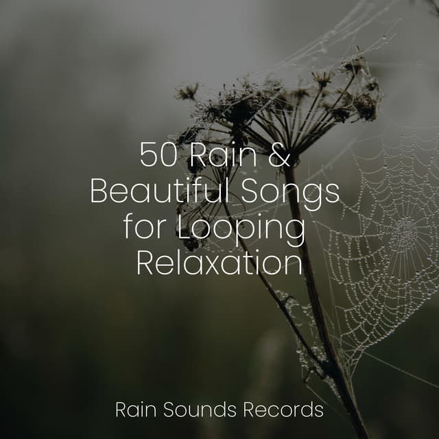 50 Rain & Beautiful Songs for Looping Relaxation - Bird Sounds