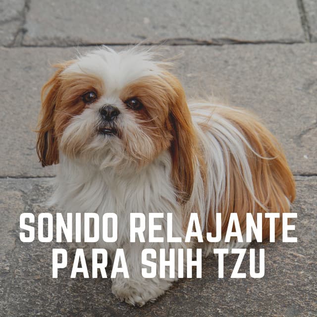 Sonido Relajante para Shih Tzu - Mascotas tranquilas