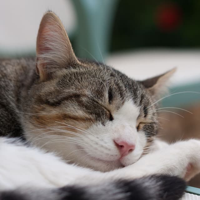 Radiant Catnap Lullabies: Serene Lofi Soundscapes of Rest - Lo-fi Beats for Sleep