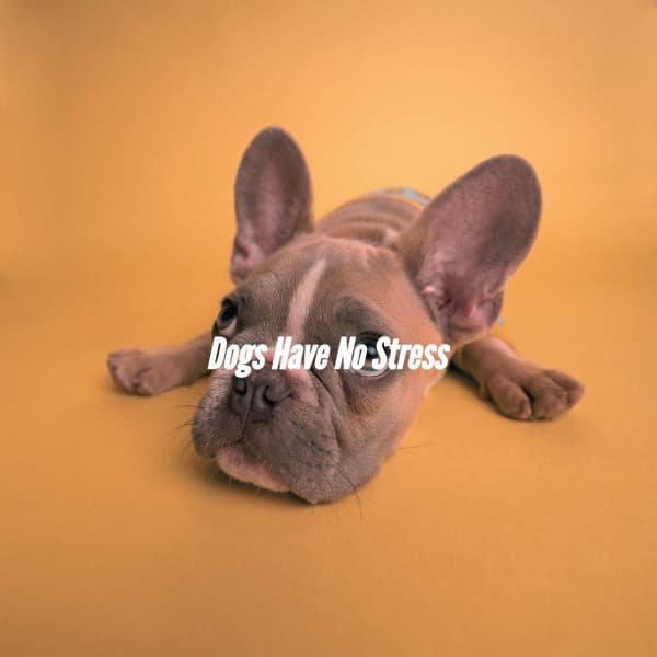Dogs Have No Stress - Chill Vibes