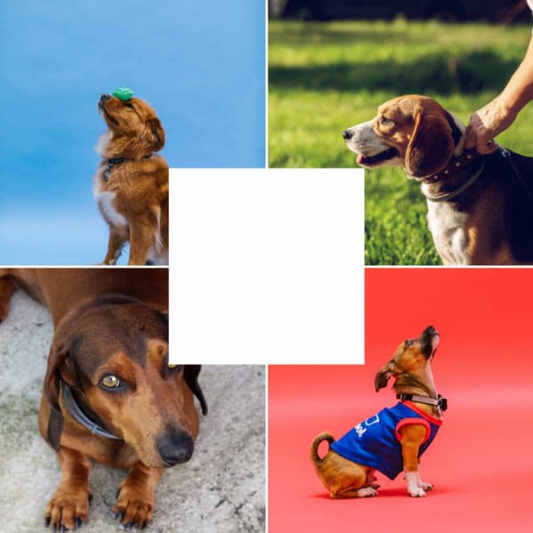 Smooth Jazz Chill Out - Ambiance for Calmed Puppies - Dog Music Library