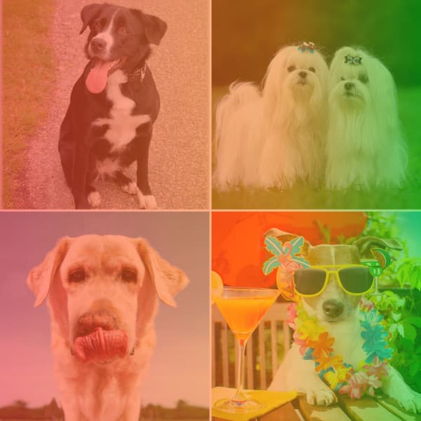 Jazz Ballad - Music for Soothing Doggies - Dog Relax