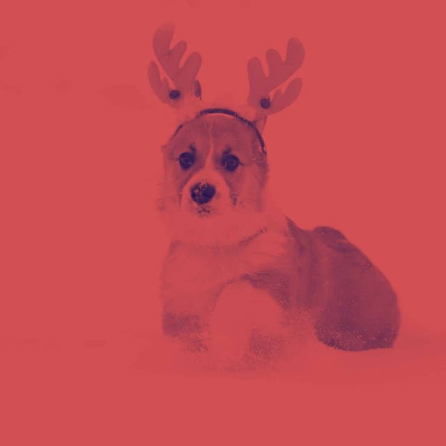 Music for Vegging Out Doggo - Dog Calming Music