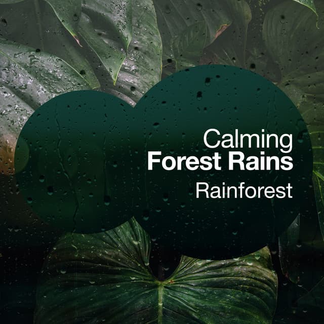 Calming Forest Rains - Rainforest