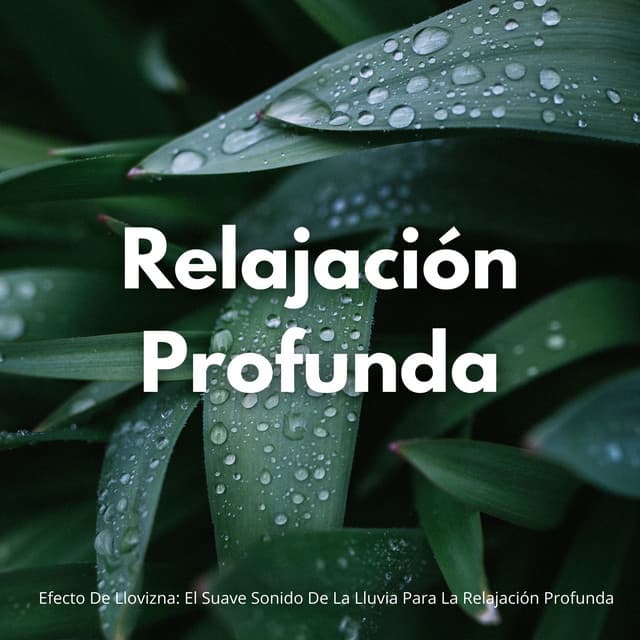 Efecto De Llovizna: El Suave Sonido De La Lluvia Para La Relajación Profunda - Colmena de Lluvia