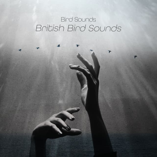 100 British Bird Sounds - Bird Sounds