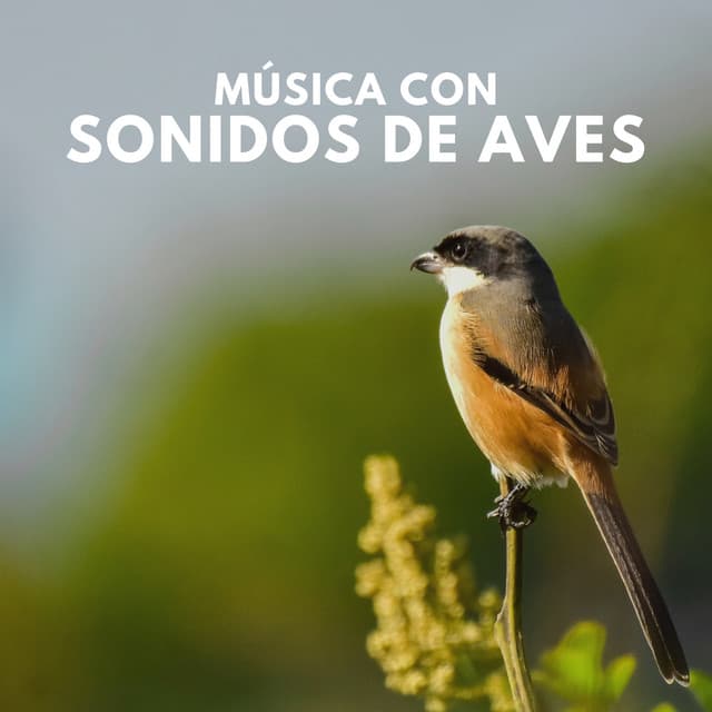 Música con Sonidos de Aves - Sonidos De Pajaros