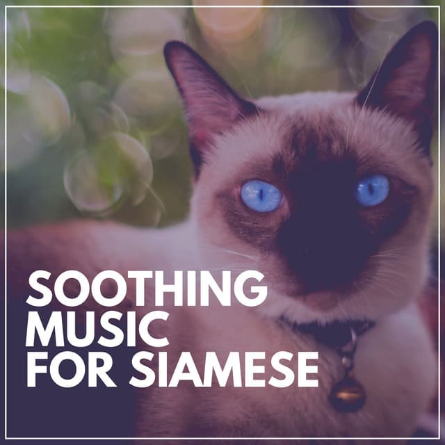 Soothing Music for Siamese - Music for Cats Peace