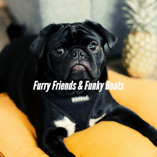 Furry Friends & Funky Beats - Music For Dogs