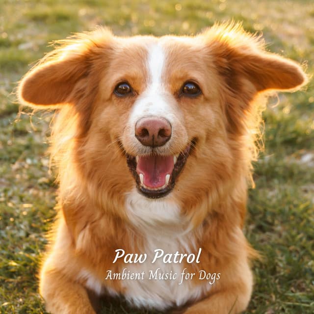 Paw Patrol: Ambient Music for Dogs - Sanctuary Of Relax
