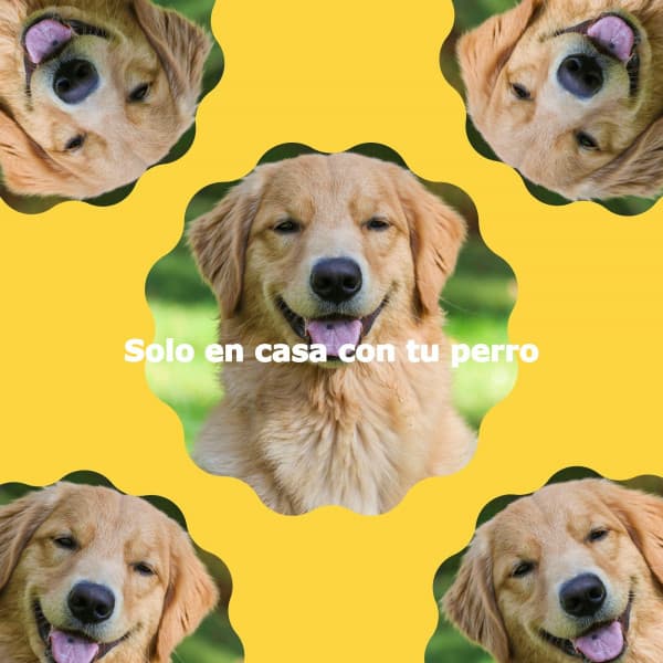 Solo en casa con tu perro - Chilled Morning Music