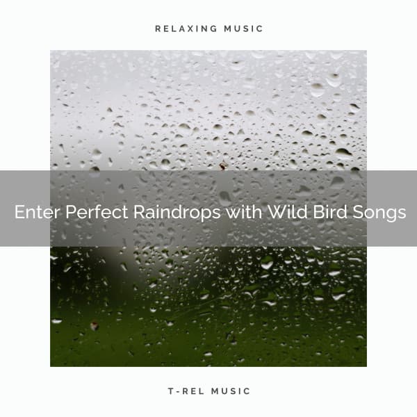 ! Enter Perfect Raindrops with Wild Bird Songs - Rain Recorders