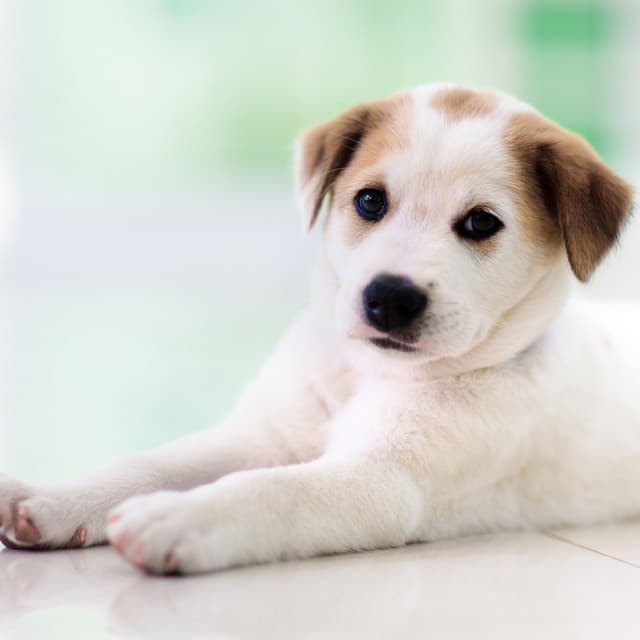 Reflective Piano Harmony: Music for Peaceful Dog Moments - Sounds for Life