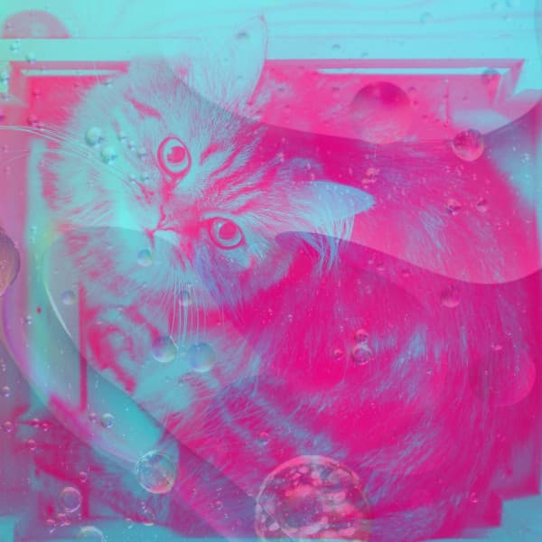 Resting Cats - Quiet - For Cats Only