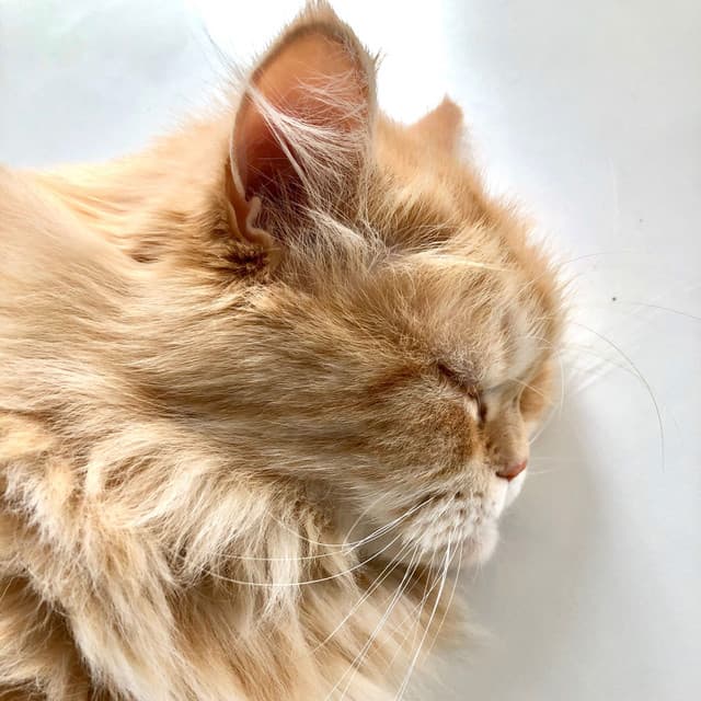 Harmonic Catnap Retreat: Theta Waves and Serene Rivers Chill - Fresh Water Sounds