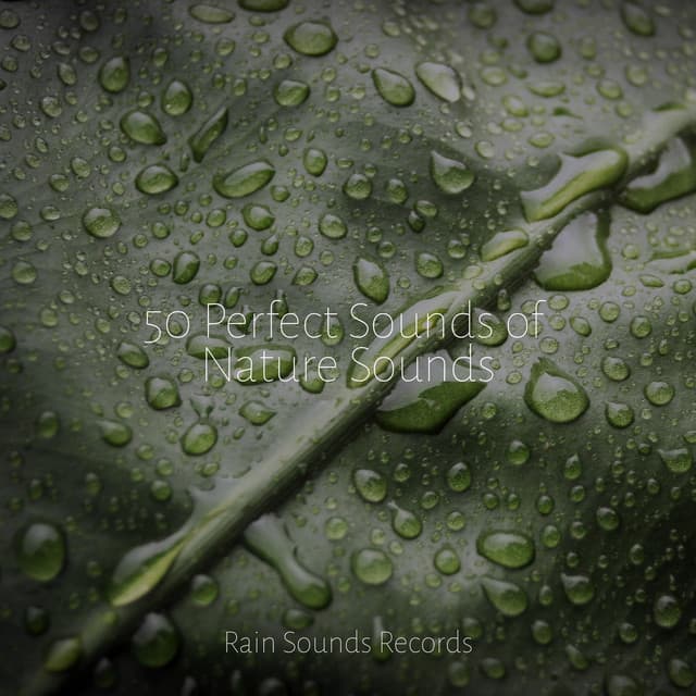 50 Perfect Sounds of Nature Sounds - Music For Absolute Sleep