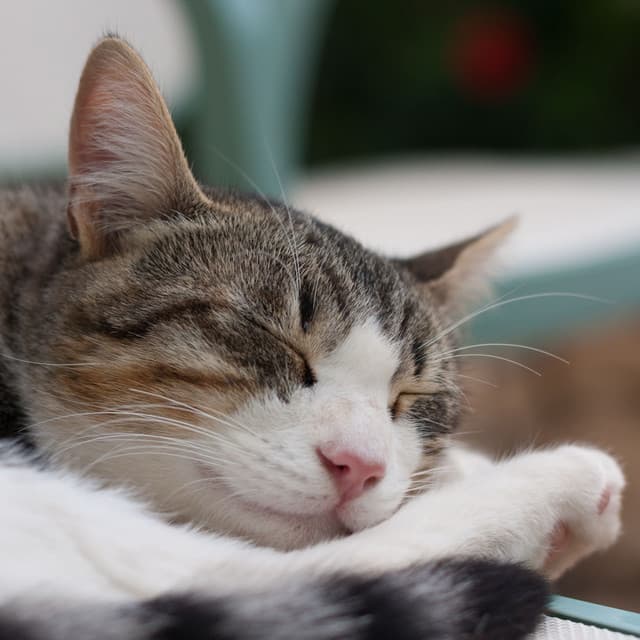 Catnap Dreams: Lofi Tunes Enhancing a Feline's Rest - ChillHop Beats