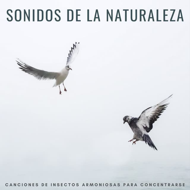 Sonidos De La Naturaleza: Canciones De Insectos Armoniosas Para Concentrarse - Música de la Naturaleza