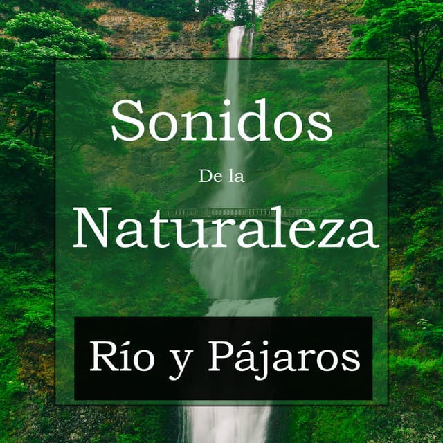 Sonidos De la Naturaleza: Río y Pájaros - Cascada de Lluvia
