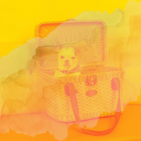 Music for Separation Anxiety - Mind-blowing Trumpet Jazz - Relaxing Dog Music