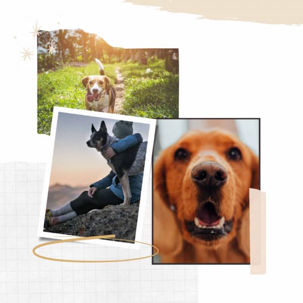 Background Music for Cool Pups - Sleeptime for Dogs