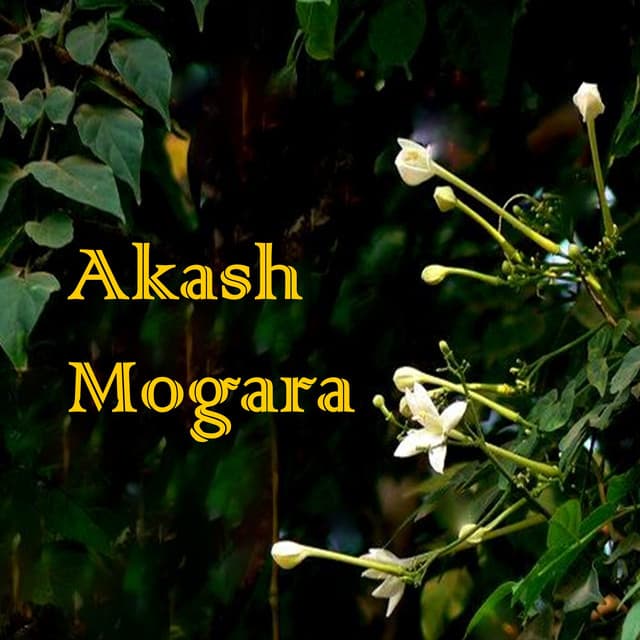 Akash Mogara - Chaitanya Kunte