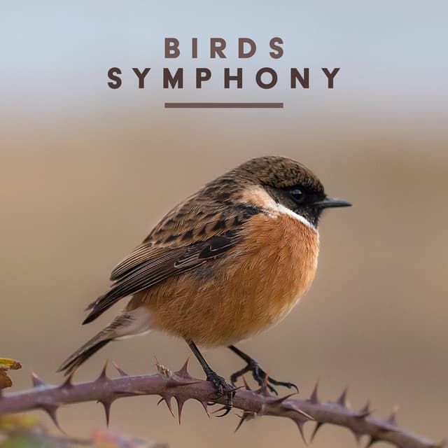 Birds Symphony - Calm Singing Birds Zone