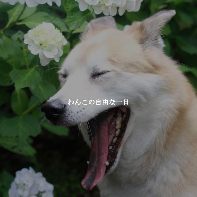 わんこの自由な一日 - Bossa Nova Brazil