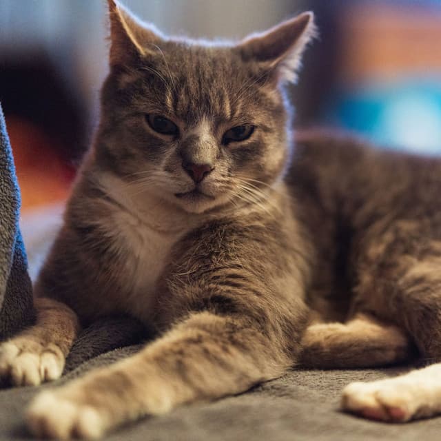 Midnight Jazz Whiskers: Serenading Melodies for Nocturnal Cats - Chill Lounge