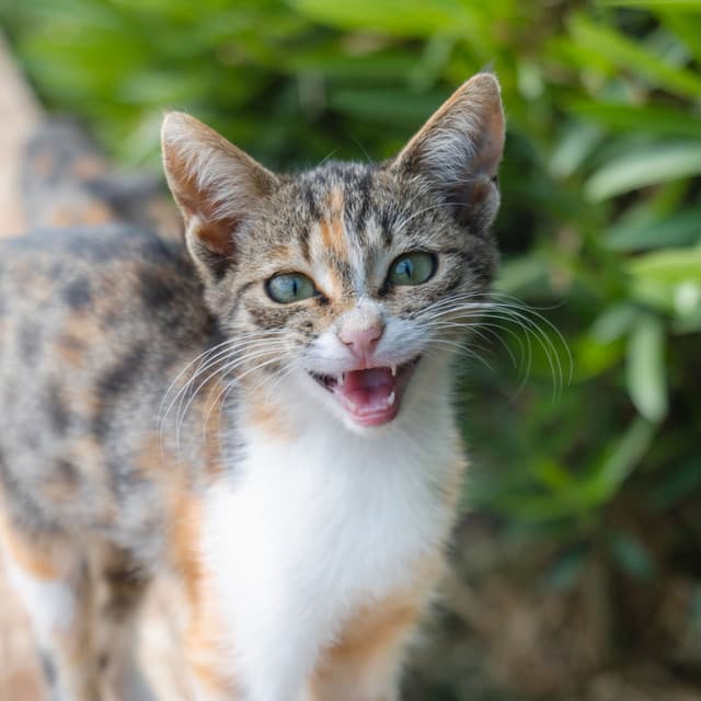 Raindrop Cat Meows: A Cat Serenade in Solitude - Rain Sound