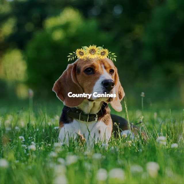 Country Canines - Soft Jazz Style