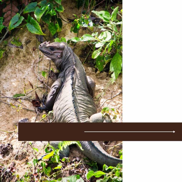 Ambiance for Rejuvenating Seasons - Toronto Coffee Shop Jazz