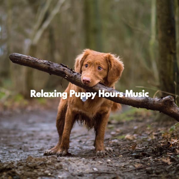 Relaxing Puppy Hours Music - Doggy Relaxing Sounds