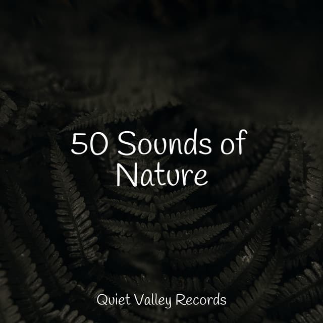 50 Sounds of Nature - Rainfall