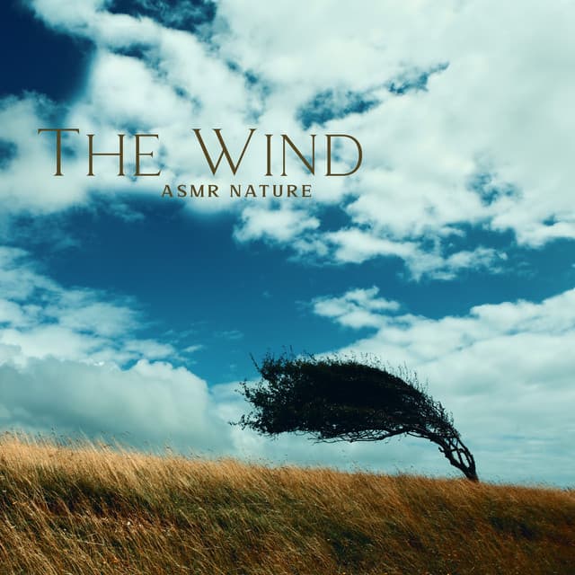 The Wind: ASMR Nature, Ambient Music, to Help You Unwind - ASMR Zone