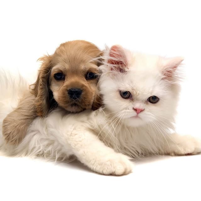 Zen Pets: Serene Ambient for Furry Friends - Music for Pets Playlist