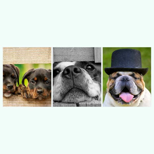 Music for Energetic Puppy - Trumpet, Electric Piano, Alto Sax and Soprano Sax - Relaxing Dog Music Society