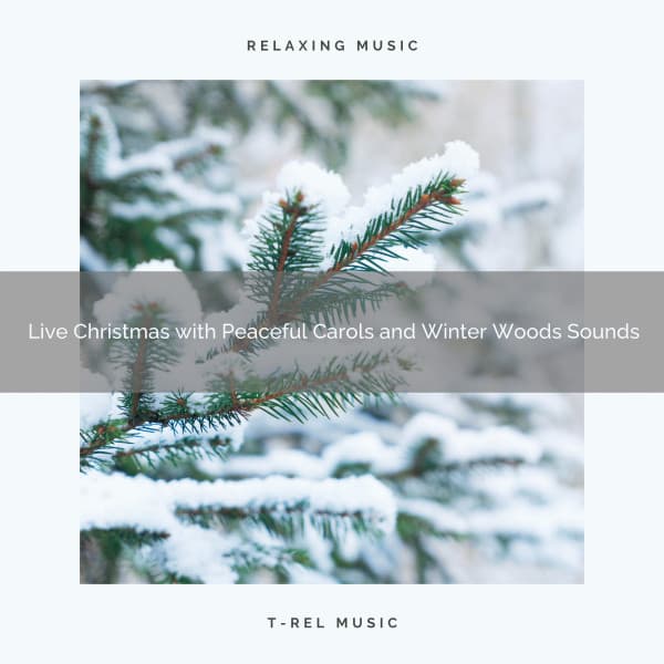 Live Christmas with Peaceful Carols and Winter Woods Sounds - Sound Sleeping