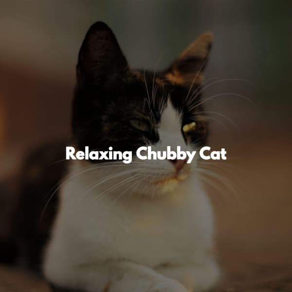 Relaxing Chubby Cat - Work from Home Classics