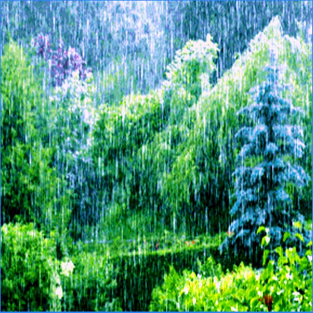 The Living Forest Rain - Sounds of Thunder and Rain