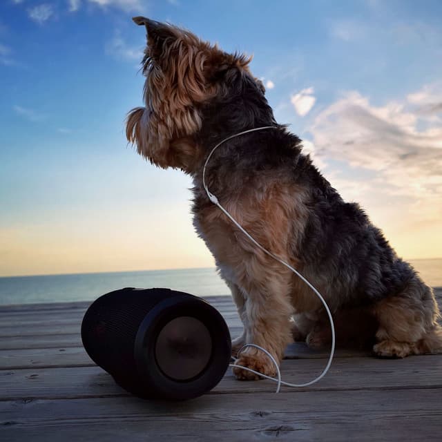 Lounge Dog Oasis: Peaceful Bonding Music - Ambient Jazz Lounge