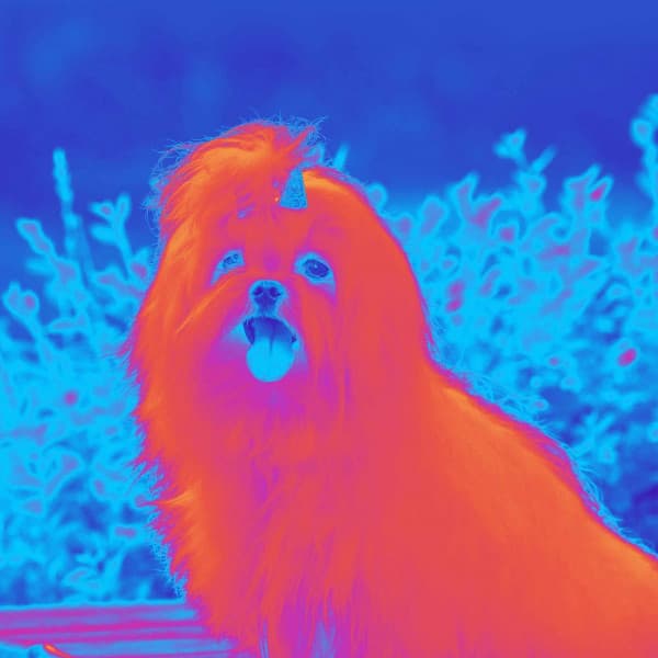 Backdrop for Doggy Success - Happy Piano Duo - Dog Anxiety Music