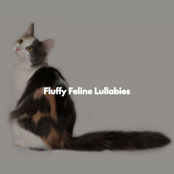 Fluffy Feline Lullabies - Ontspannende Muziek