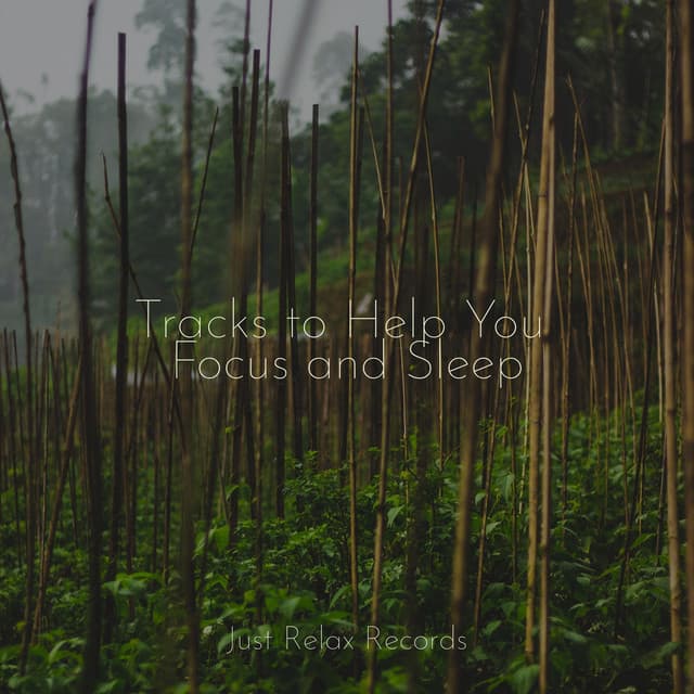 Tracks to Help You Focus and Sleep - Bedtime Lullabies