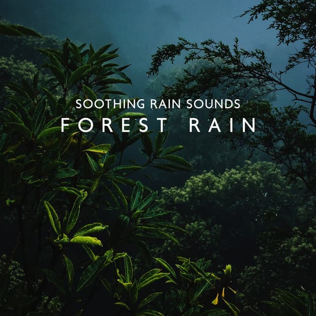 Soothing Rain Sounds: Forest Rain - Nature Sound Series