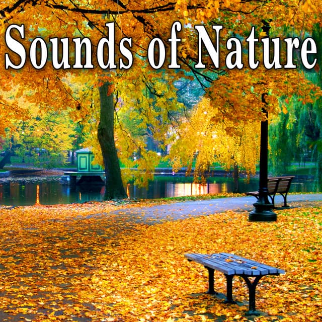 Sounds of Nature - Nature Soundscape