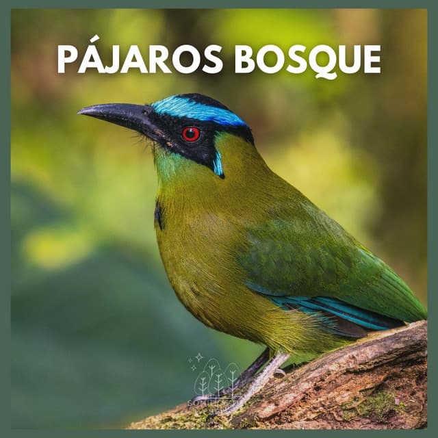 Pájaros Bosque - Sonidos De La Selva