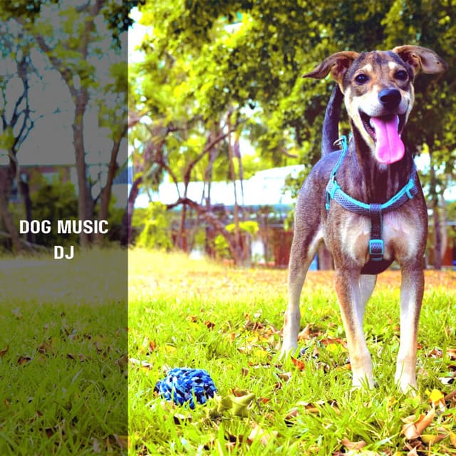 Music For Scared Dogs - Dog Music DJ